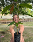 Planting new baby cacao trees