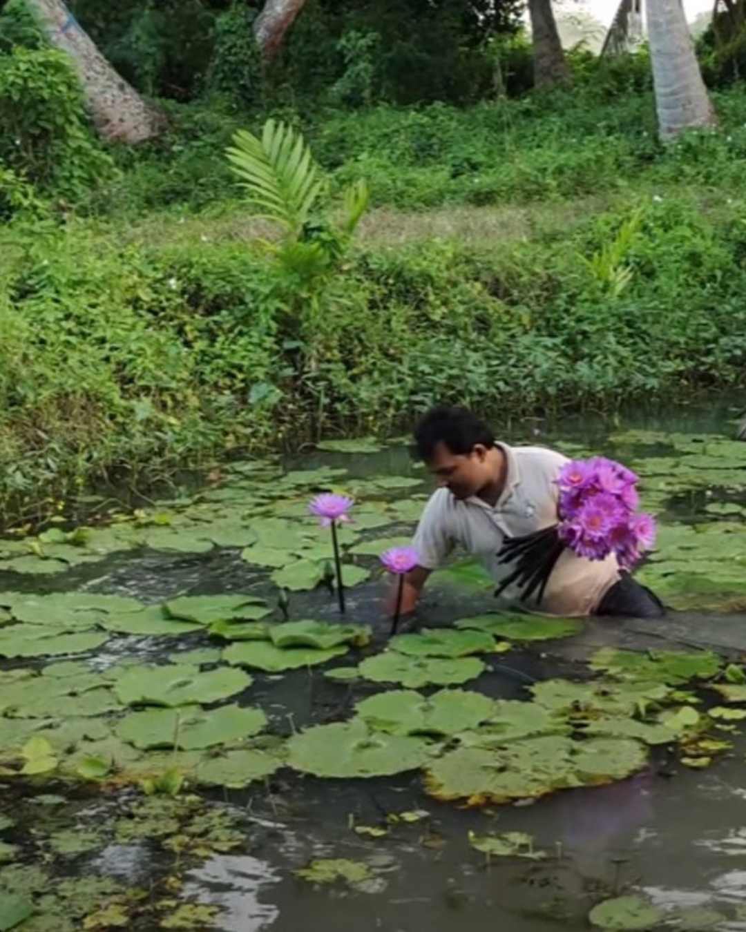 blue_lotus_sri_lanka