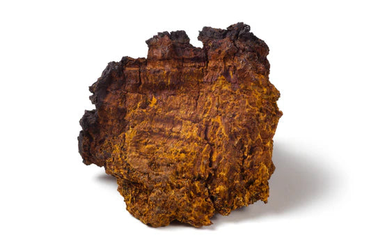 chaga muchroom
