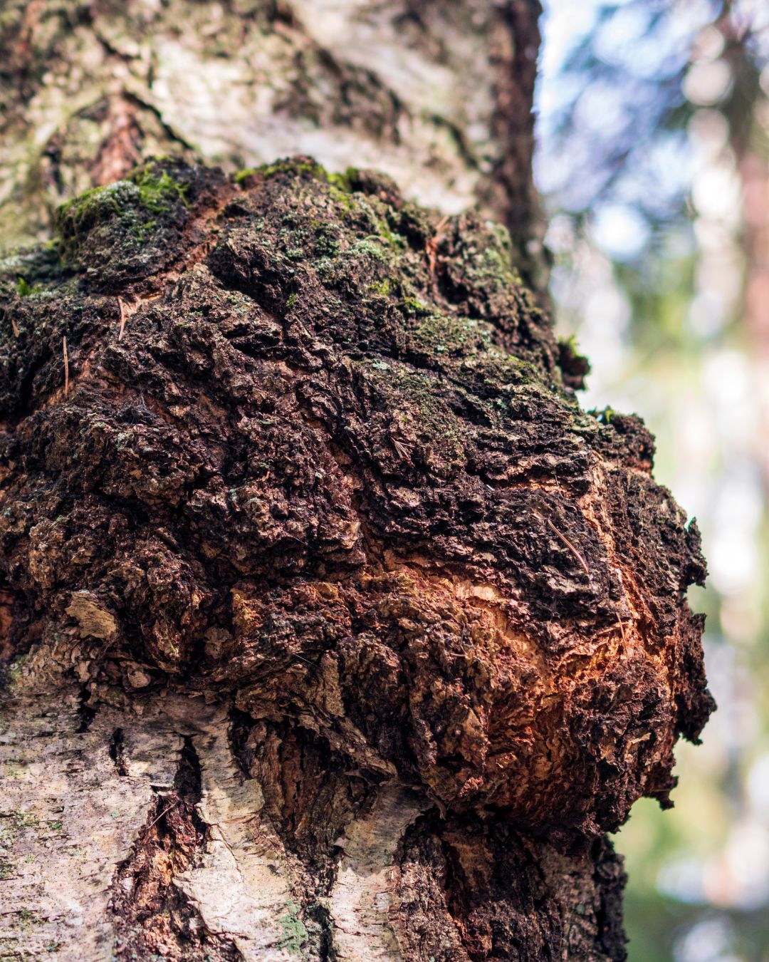 chaga mushroom Close-up of a tree trunk with dark brown bark and green moss, blurred forest background.