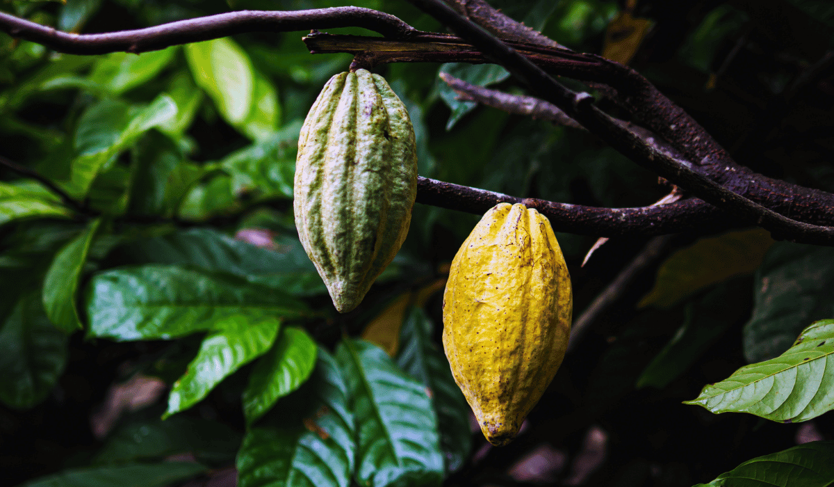 Heavy Metals in Cacao