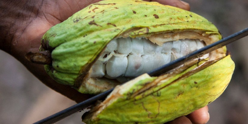 The Difference Between Our 3 Cacao Origins: A Journey Into the Lands That Shape Their Spirit