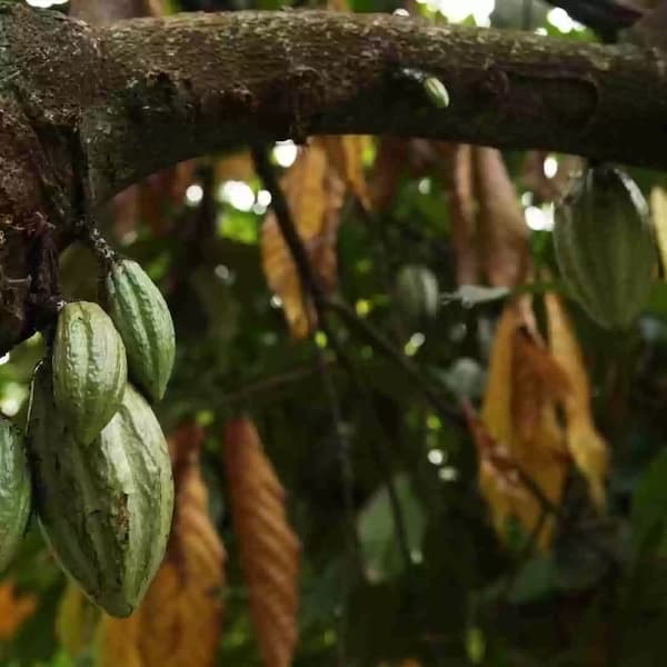 Why Herbal Cacao Isn’t Certified Organic (Yet)