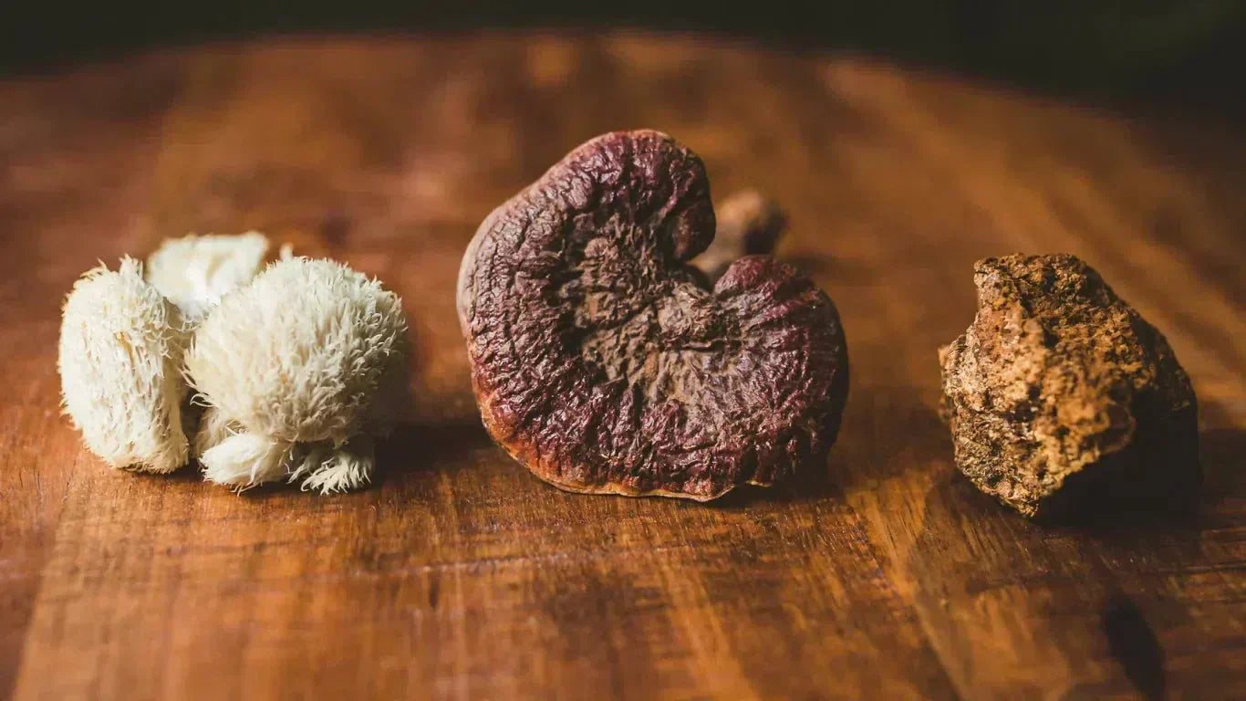 The difference between Psychedelic & medicinal Mushrooms