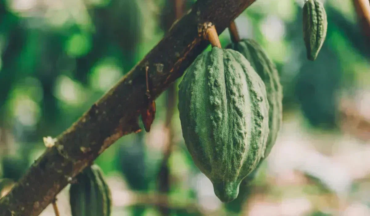 “The 10 magical wonders of Theobroma Cacao”