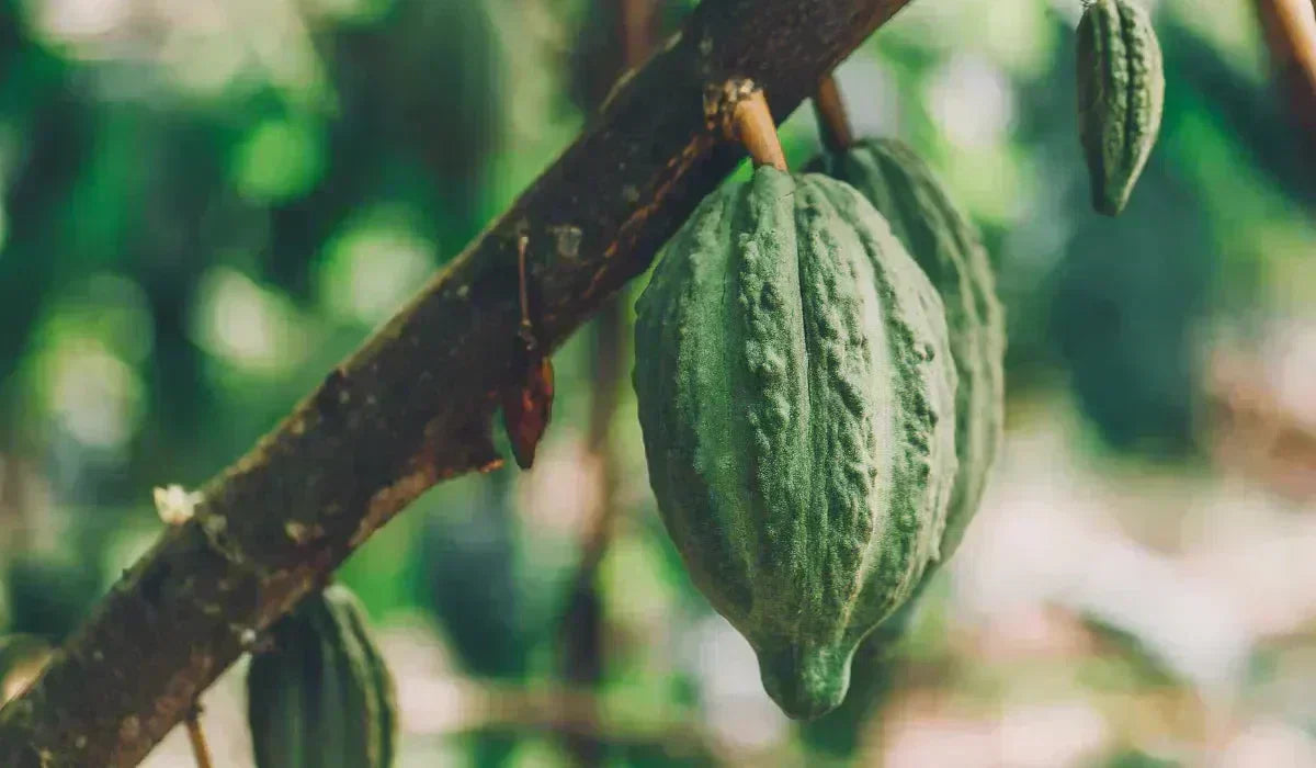 The 10 magical wonders of Theobroma Cacao