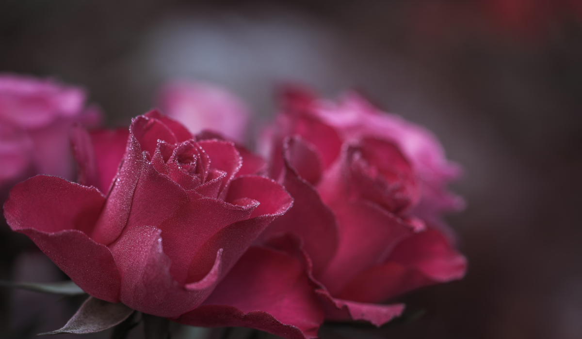 The Spiritual Meaning of Roses