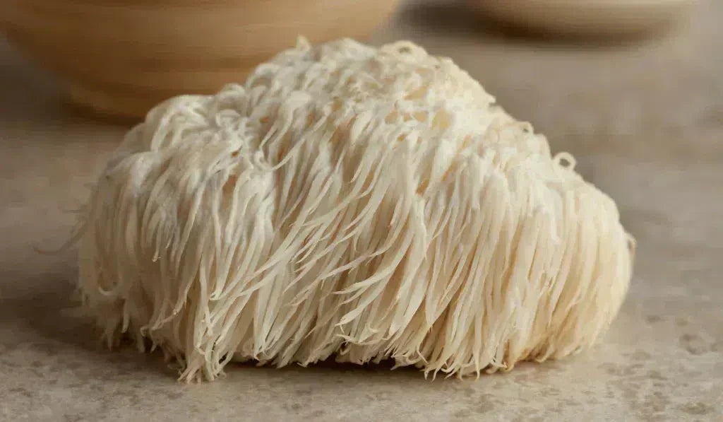 Lion’s Mane “The Smart Mushroom”