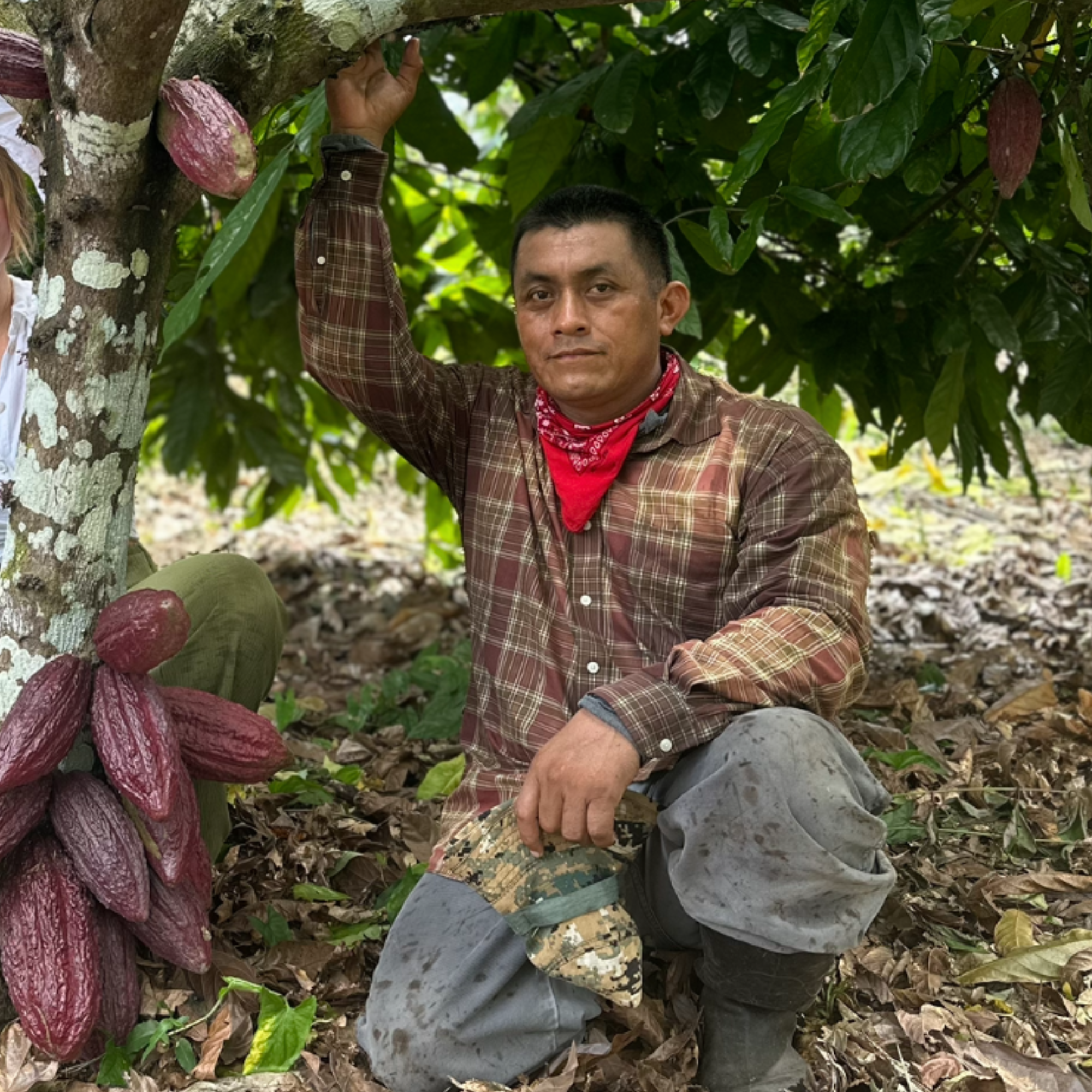 Cacao_Farmer_Maya_Mountain in a plaid shirt and red bandana among cacao trees with purple fruits.