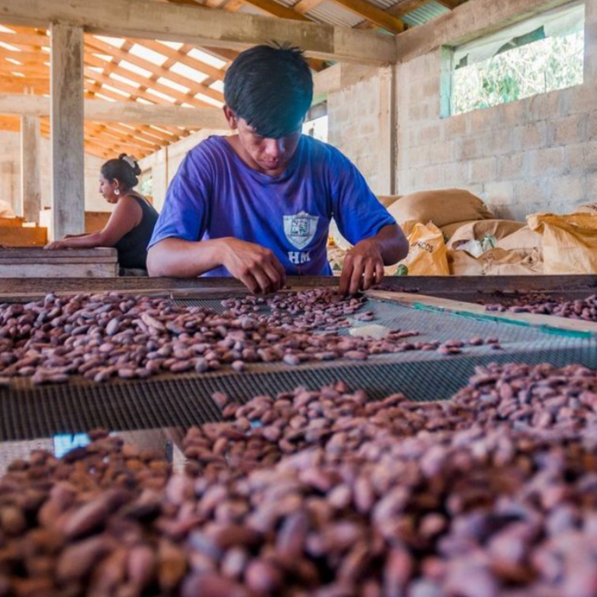Cacao_Farmer_Maya_Mountain sorting cacao beans in a rustic indoor setting