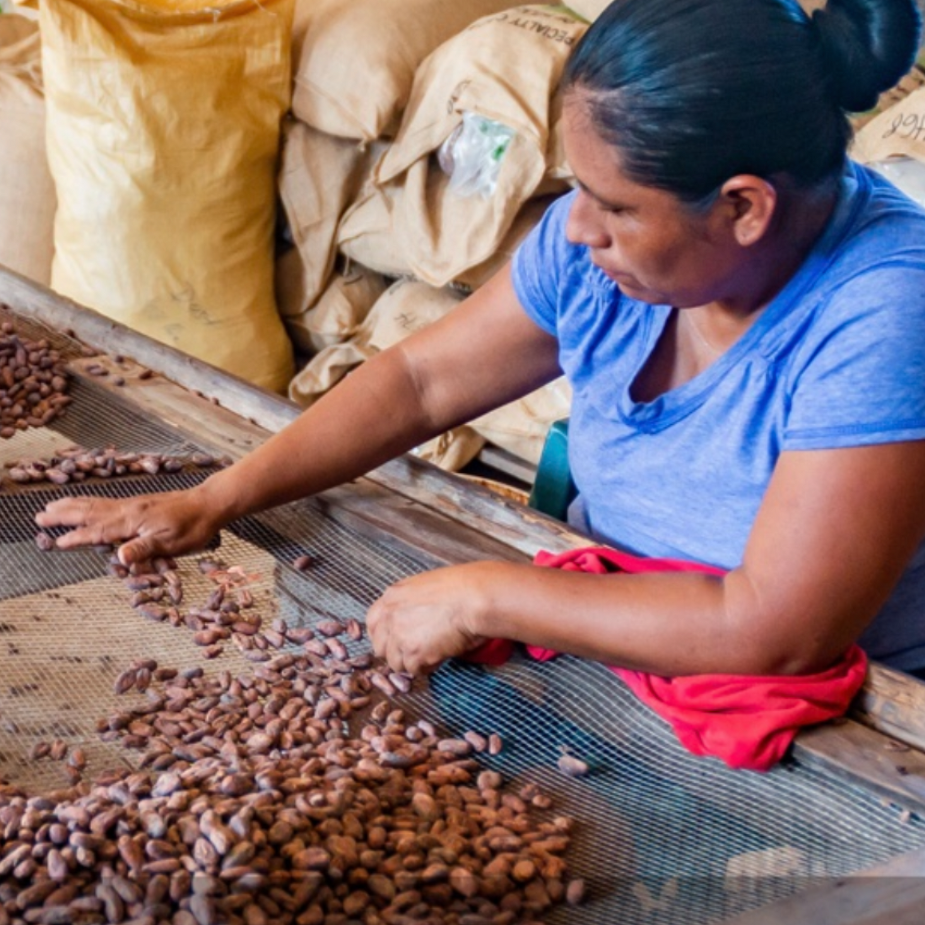 Cacao_Farmer_Maya_Mountain Woman sorting cacao beans on a board with bags in the background