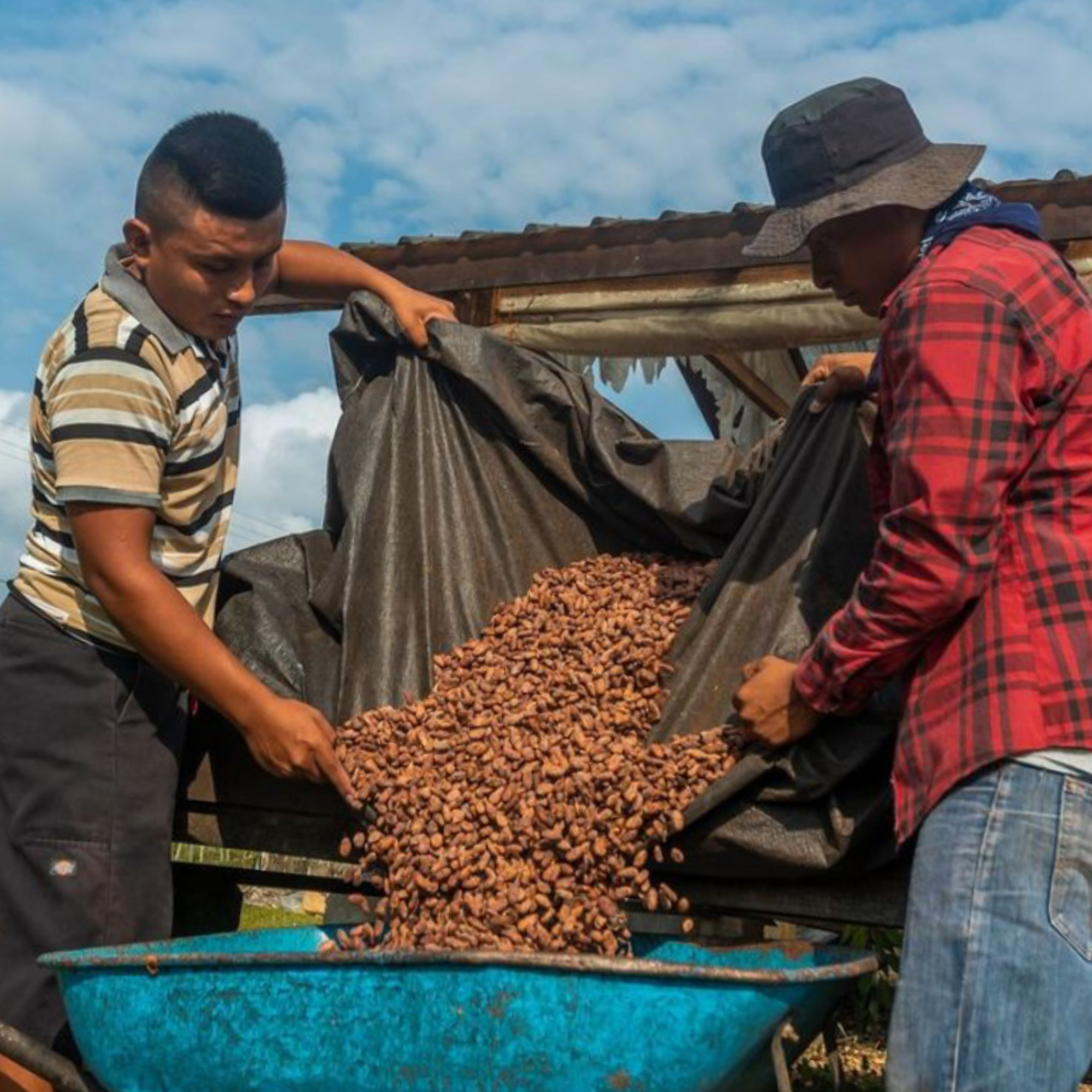 Two Cacao_Farmer_Maya_Mountain unloading a large quantity of cacao beans from a tarp onto a blue container.