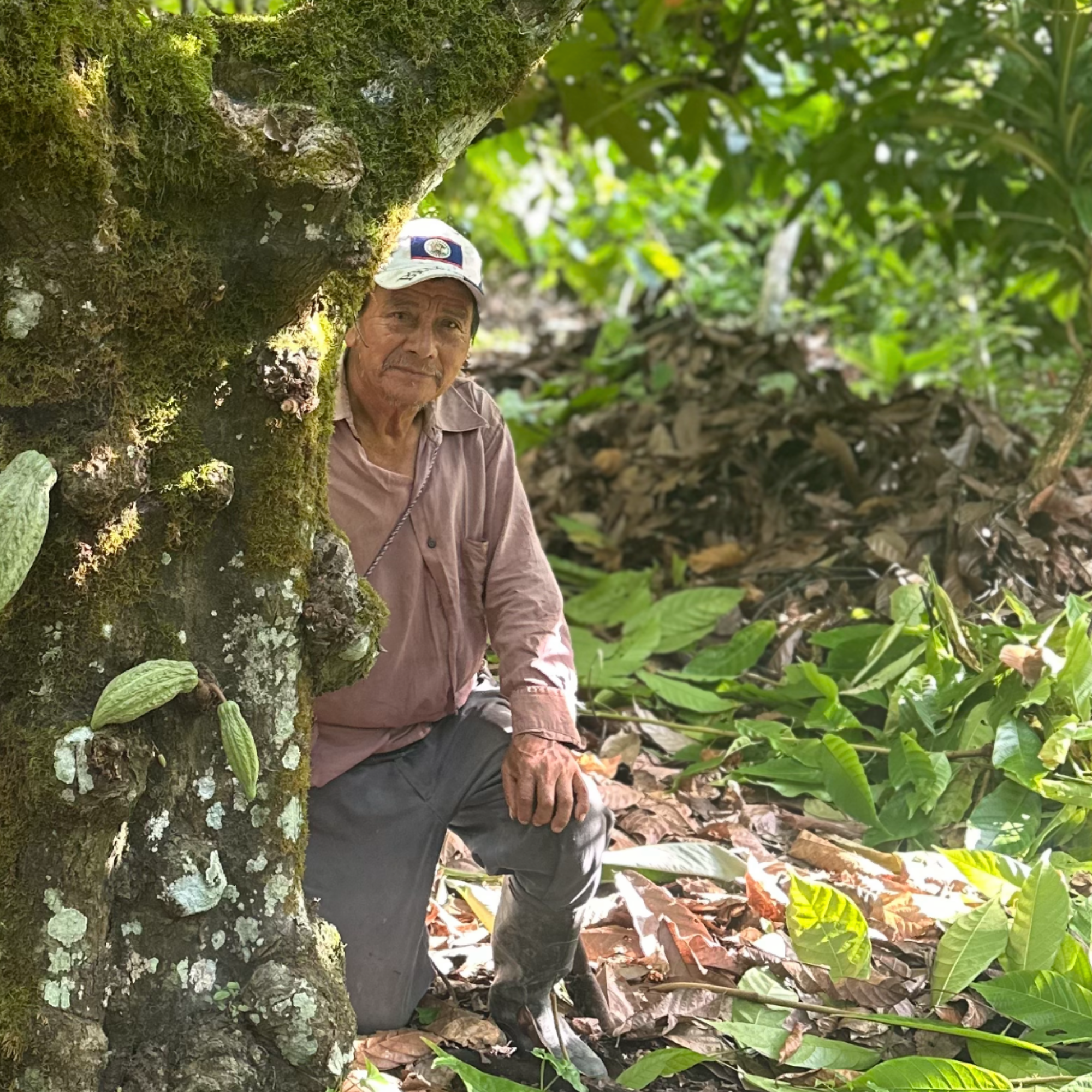 Man in a pink shirt and cap among green foliage and a tree with cacao pods.