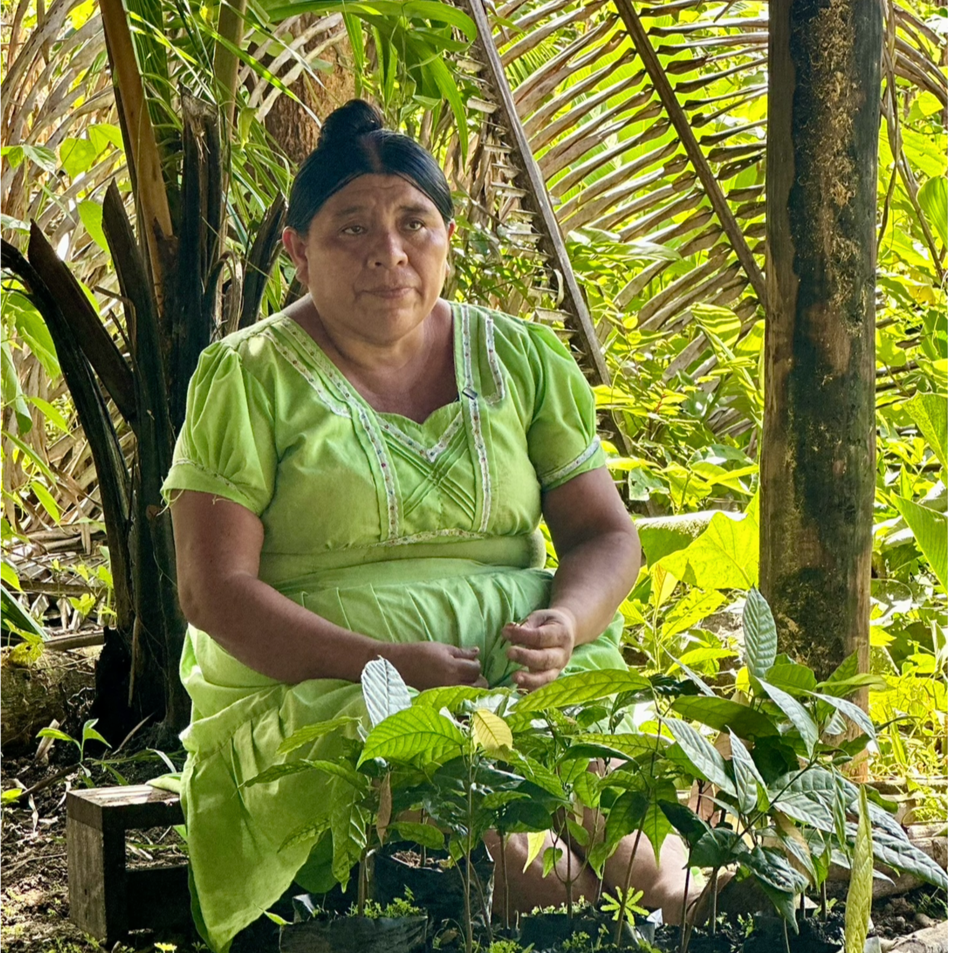 Cacao_Farmer_Maya_Mountain Woman in a green dress sitting among plants in a natural setting