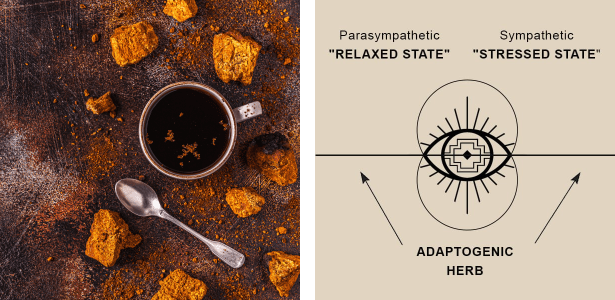 Chaga, the most potent adaptogen, strengthens the immune system with Beta-Glucans, helping regulate immune function by stimulating macrophages and lymphocytes.