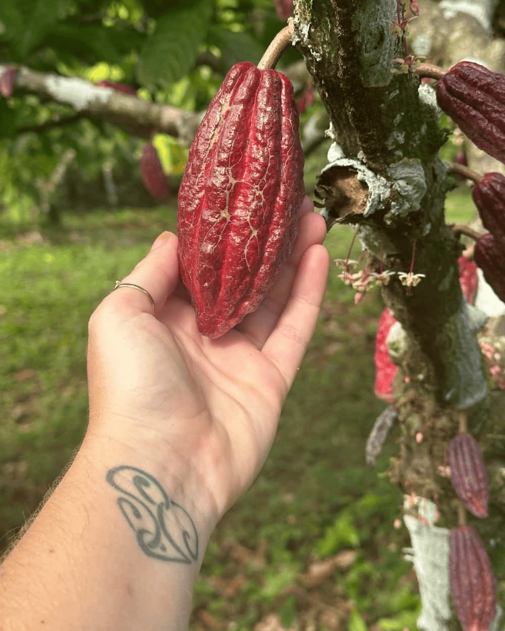 Herbal Cacao's Mucuna Pruriens, grown on smallholder farms in Rajasthan, India, where the seeds are carefully cultivated and harvested for high-quality powder.