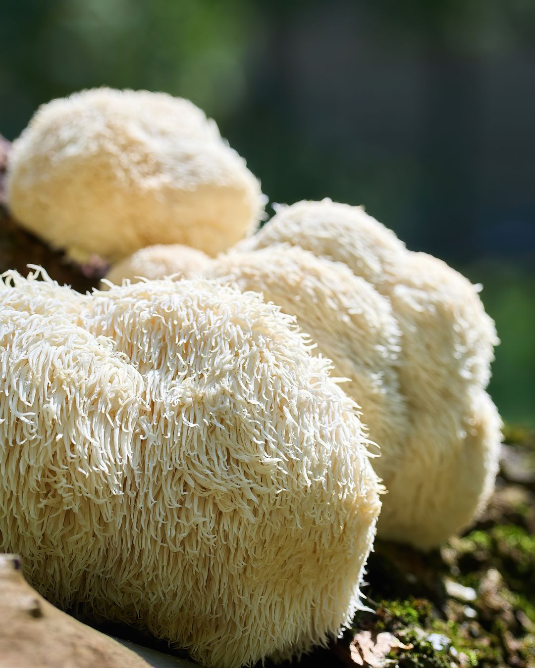 Lionsmane_mushroom growing