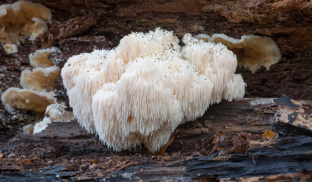 Lion's mane mushroom growing
 on a tree 