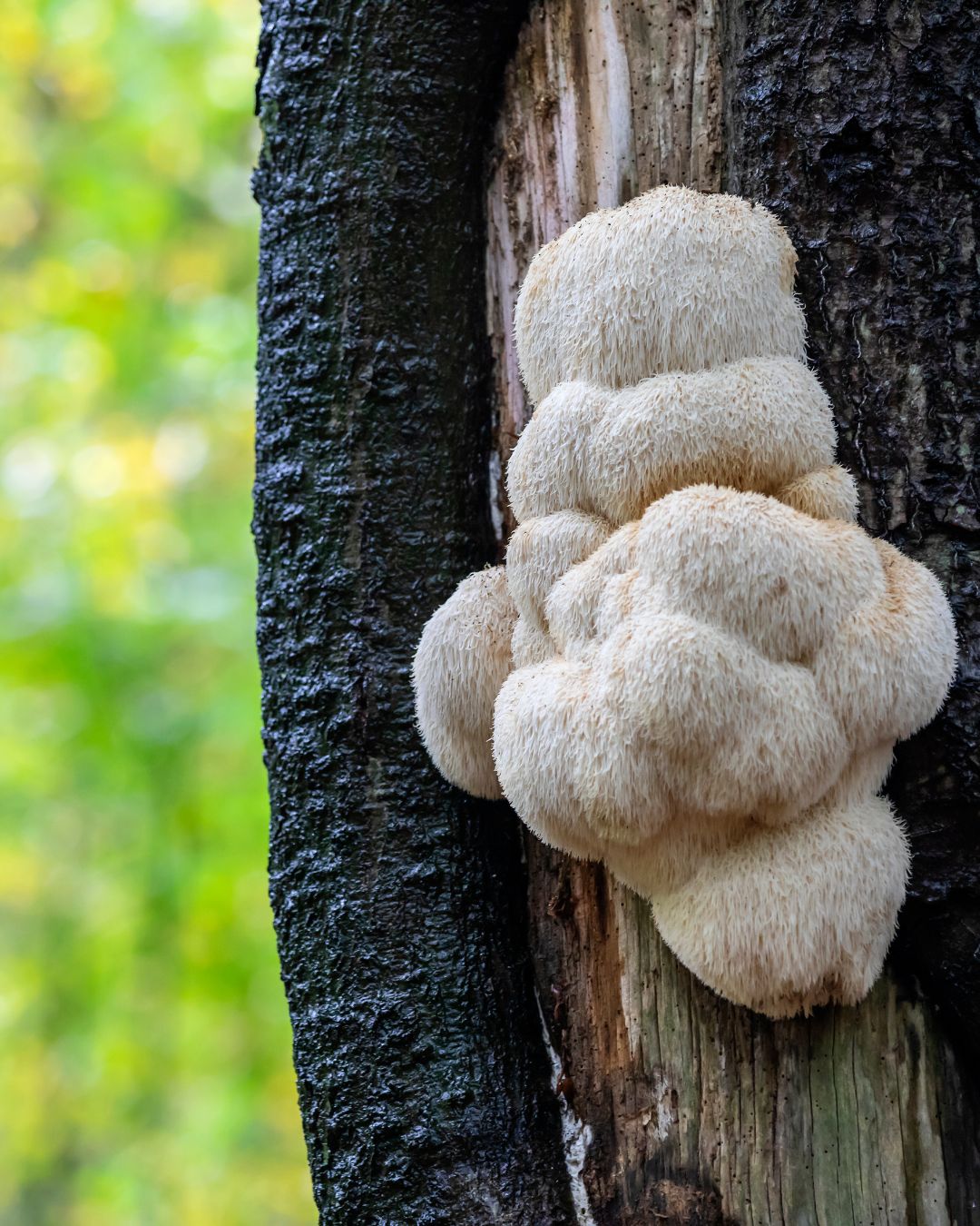 Lionsmane_mushroom_on tree