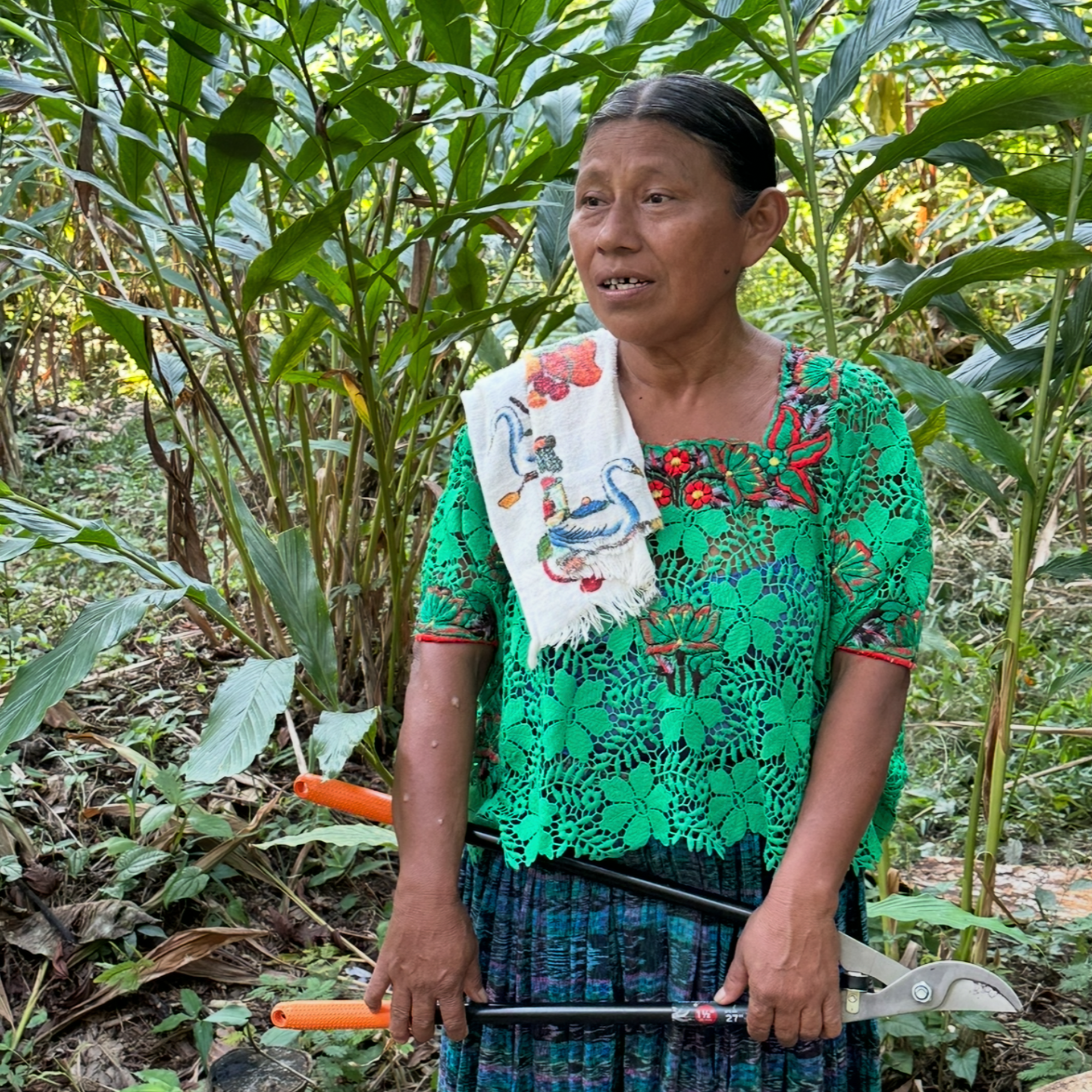 Woman Maya_Cacao_Farmer_Guatemala in a green patterned shirt standing in a lush green cacao jungle