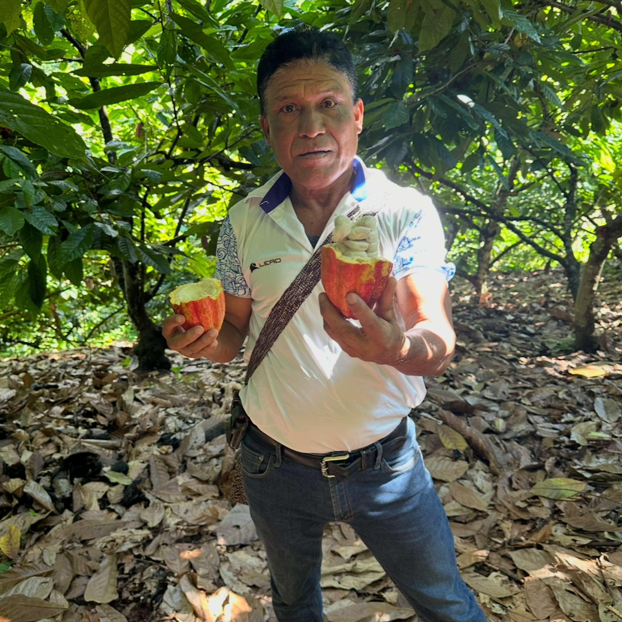 Man holding a open cacao fruit in hand in cacao jungle