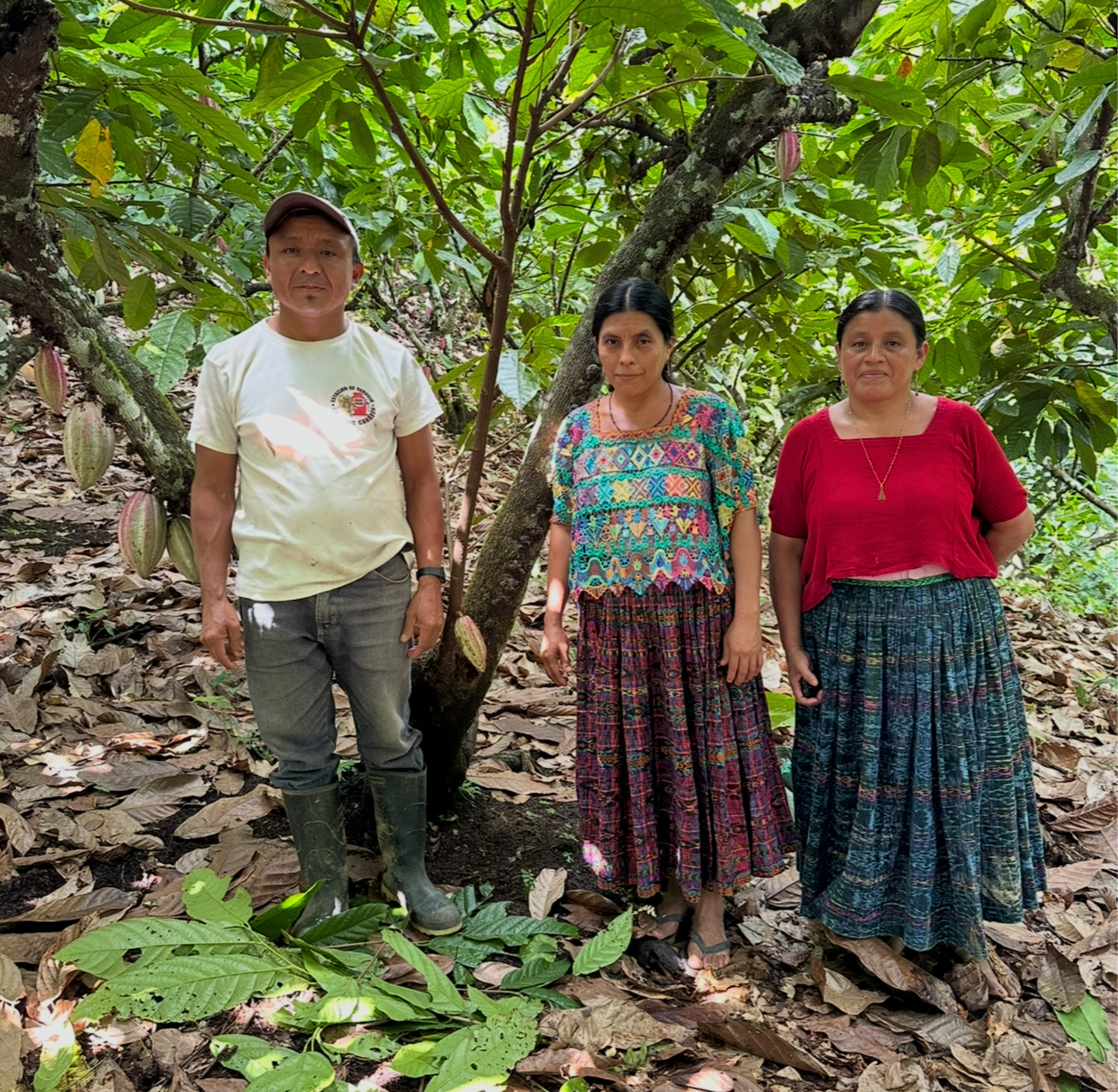 Three Maya_Cacao_Farmers_Guatemala standing in a cacao tree jungle