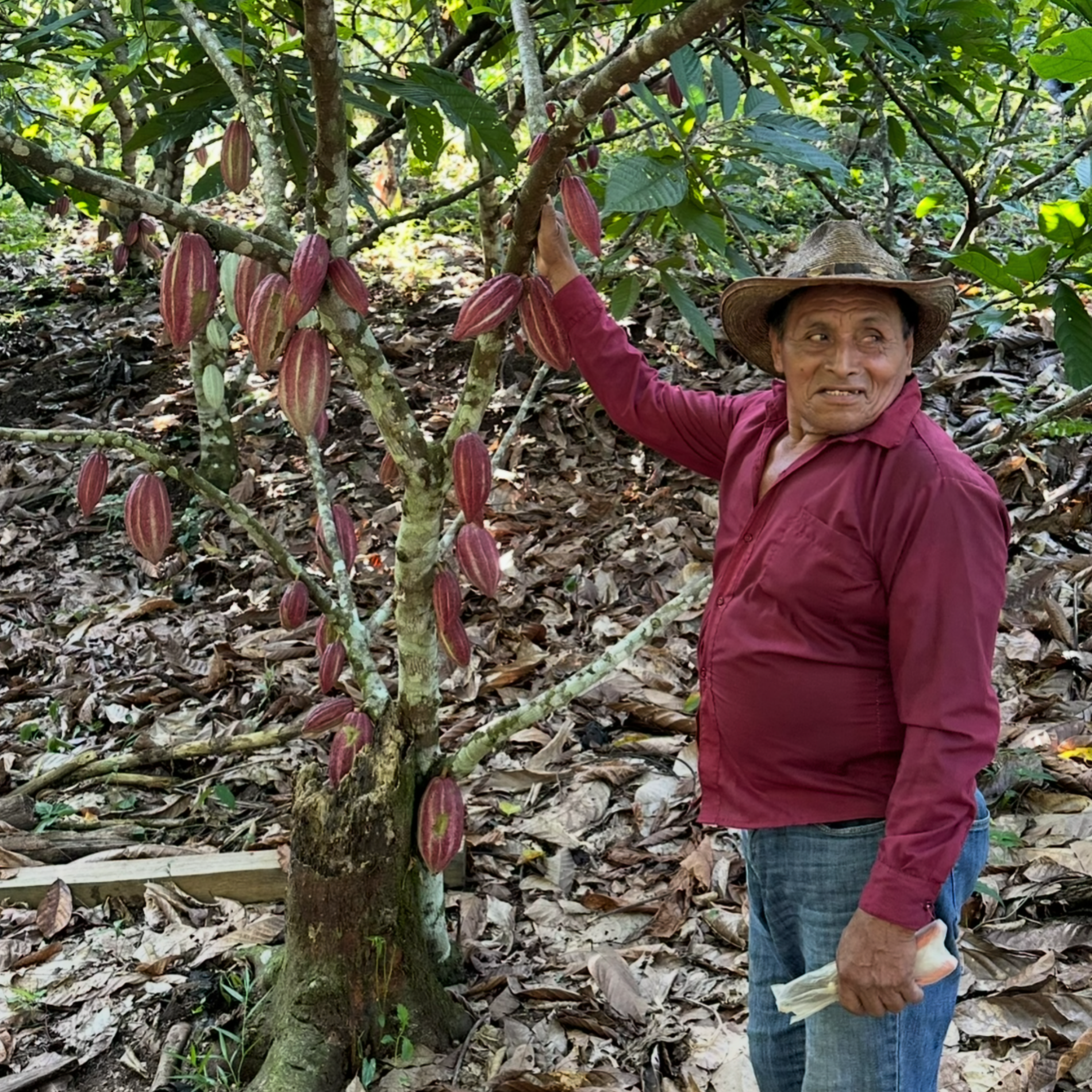Maya_Cacao_Farmer_Guatemala standing next to a cacao tree with red fruits in a forest setting