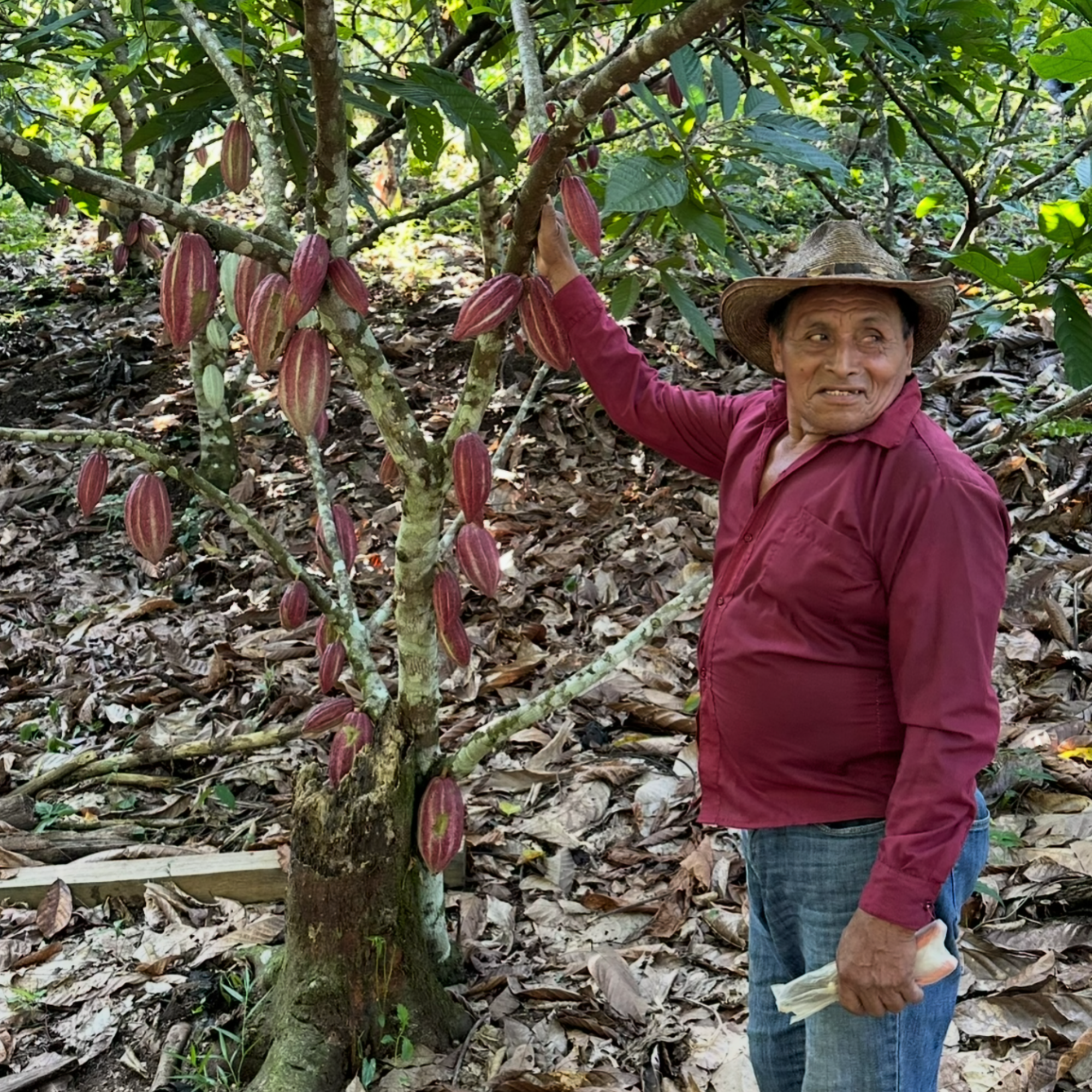 Maya_Cacao_Farmer_Guatemala standing next to a cacao tree with red fruits in a forest setting