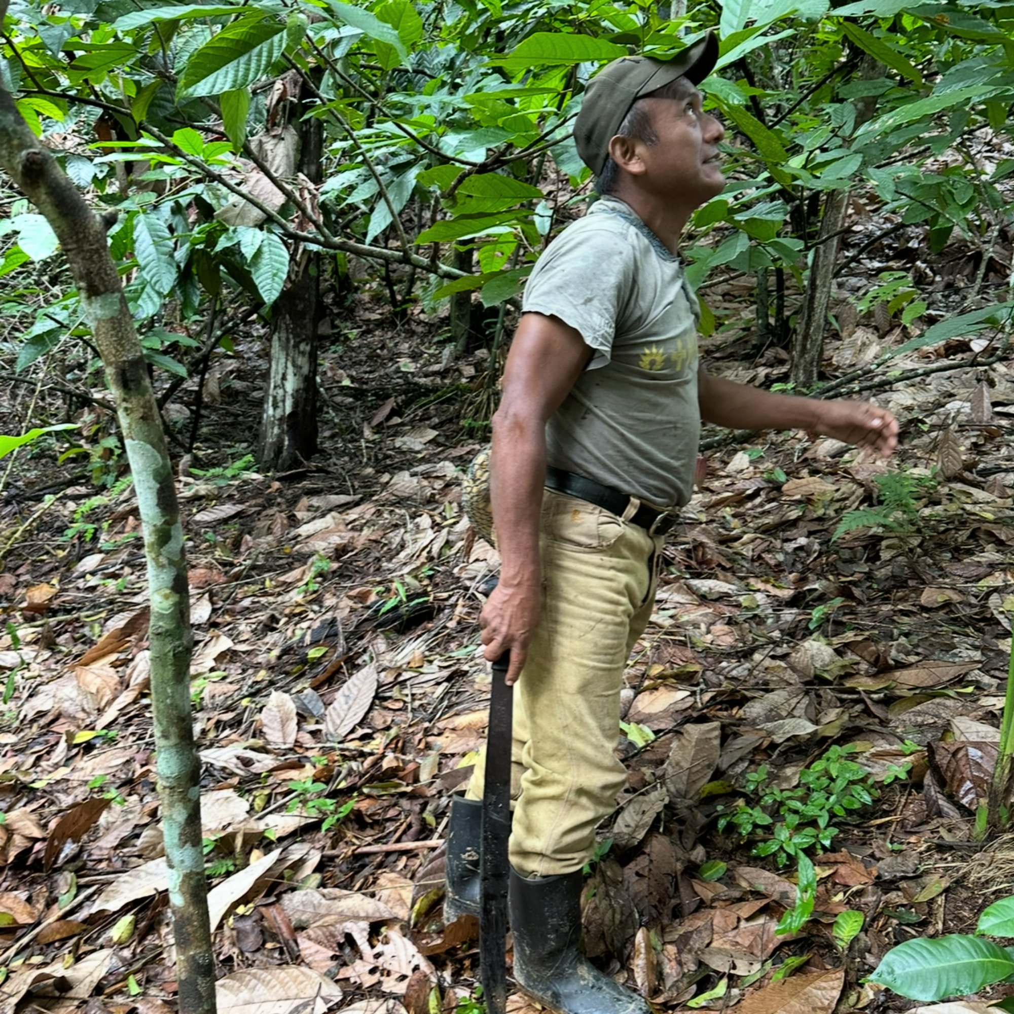 Maya_Cacao_Farmer_Guatemala standing in a cacao forested area holding a tool, surrounded by greenery and fallen leaves.