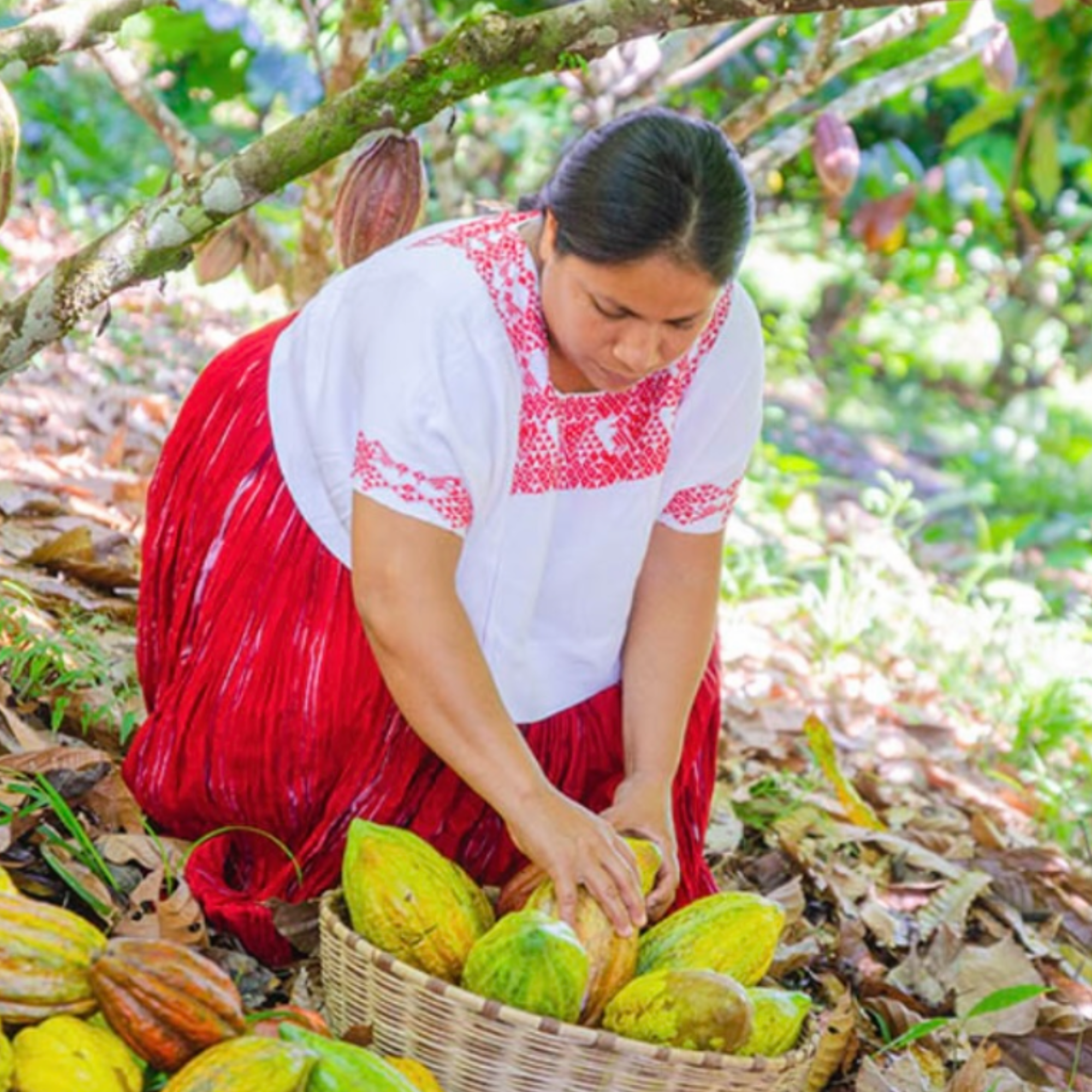 Maya Woman in traditional clothing picking cacao fruits from a tree