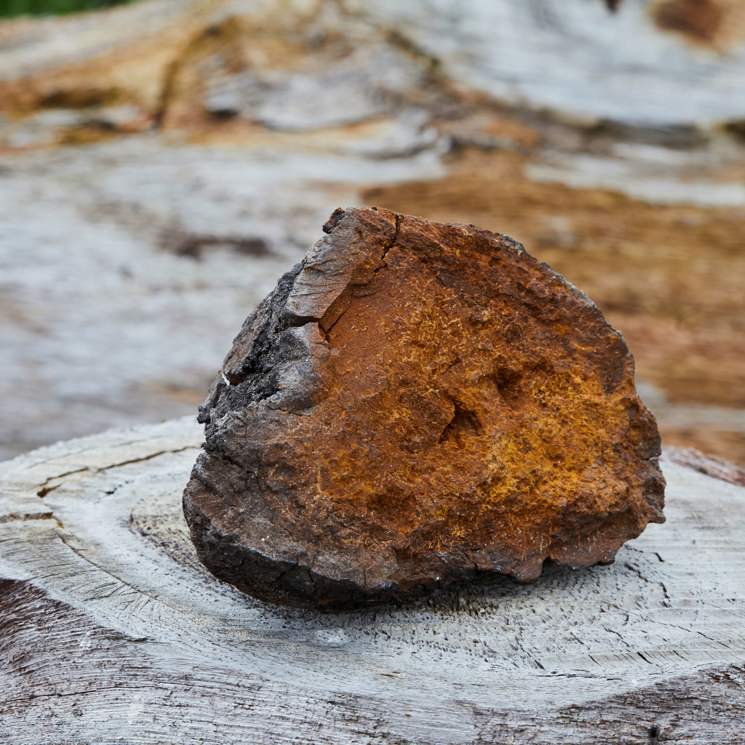 Legend has it that mushroom spores may have come from outer space, with fascinating stories like "Otzi the Iceman" carrying black matter believed to be used for fire-starting.