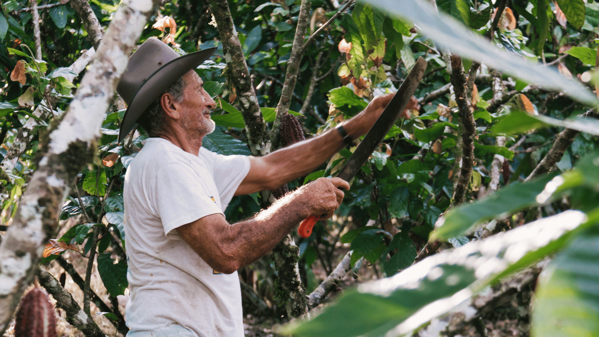 Toolbank indigenous maya cacao tree