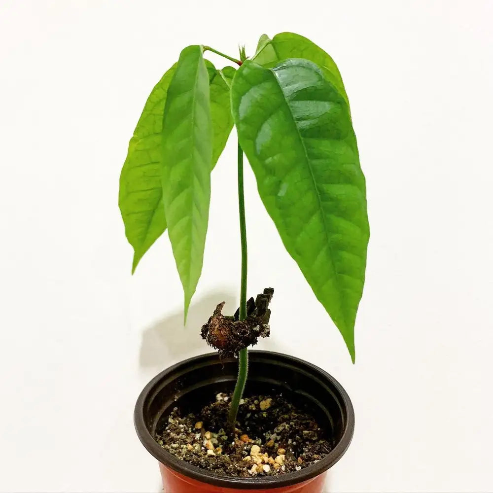 Baby cacao tree in pot