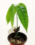 Baby cacao tree in pot