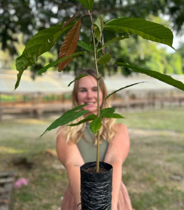 Planting new baby cacao trees