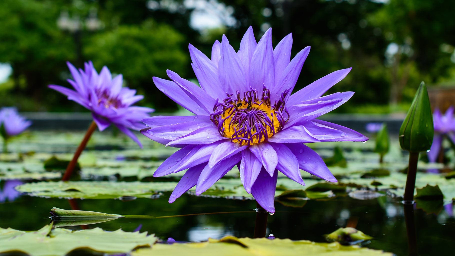 Blue Lotus Flower In water