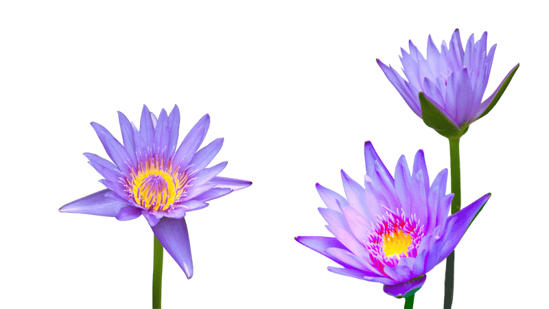 Blue Lotus flowers in bloom