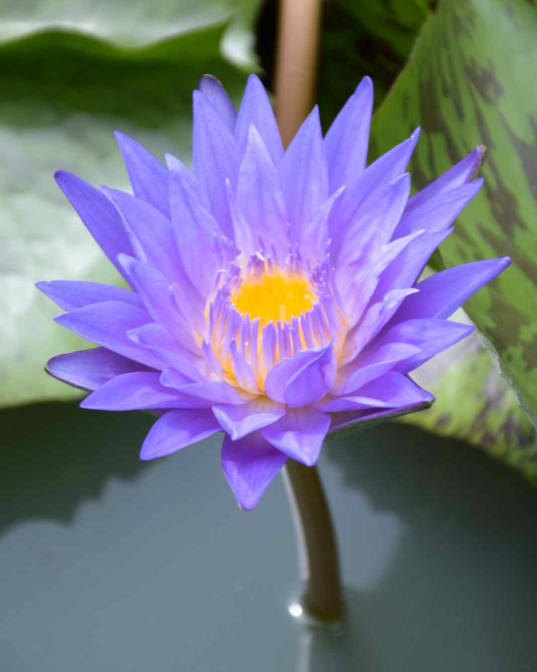 blue_lotus_fower in water