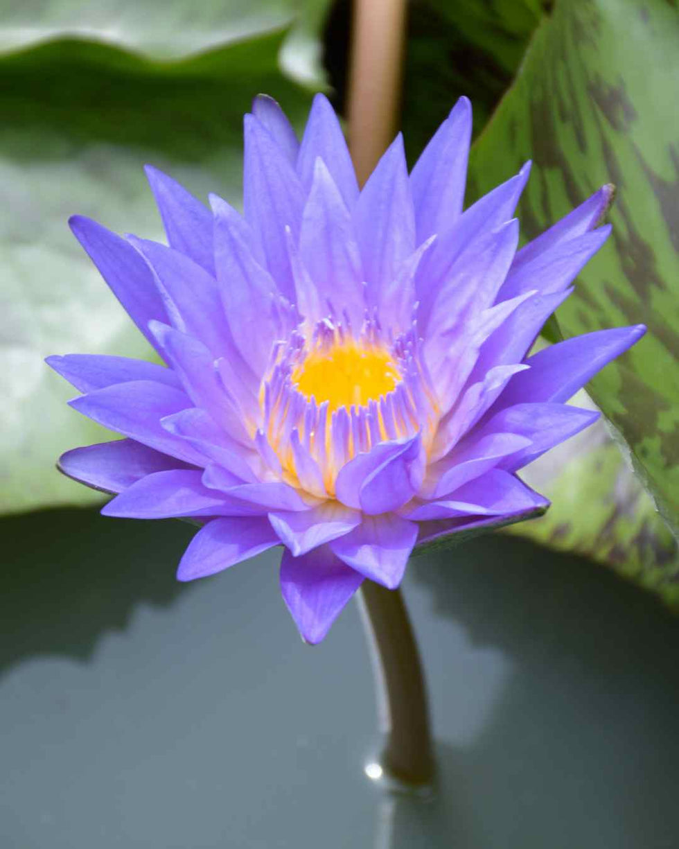 blue_lotus_fower in water