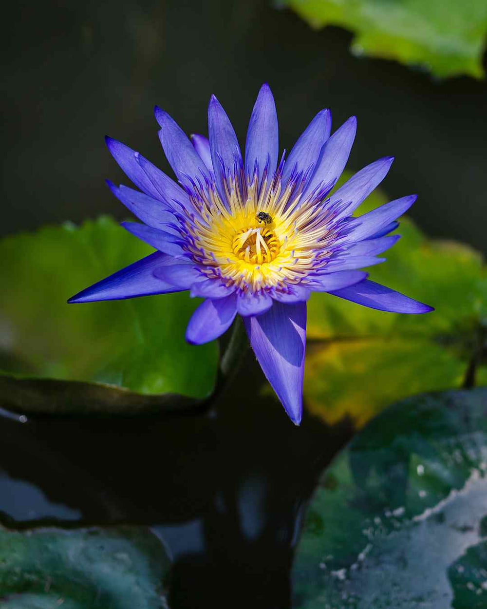 Blue Lotus water lily blooming on the surface of the water