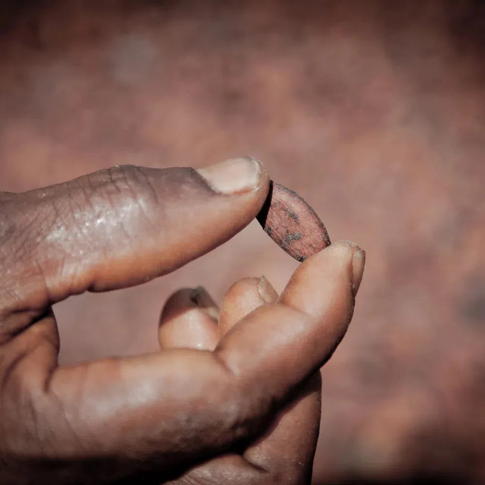 Cacao bean