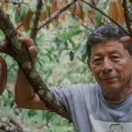 maya cacao farmer holding a cacao tree