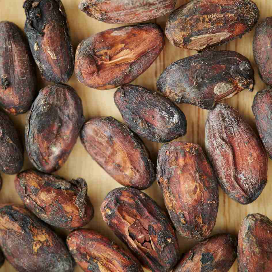 where to buy cacao seeds for planting Ceremonial Cacao Seeds