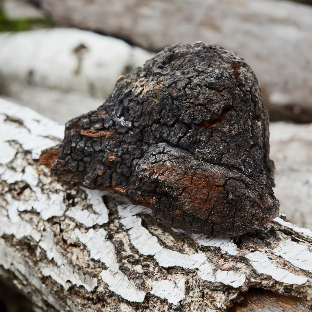 Chaga (Inonotus Obliquus), the "king of medicinal mushrooms," has been used for centuries by Siberian tribes for its healing properties. Paired with ceremonial cacao, it offers powerful immune support.