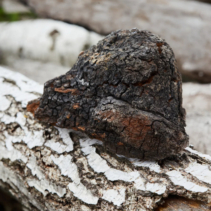 Wild-harvested chaga from the northern forest