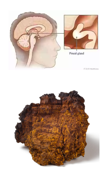 Chaga, a natural source of melanin, supports pineal gland health and decalcification, aiding in the production of melatonin and DMT to open the third eye.