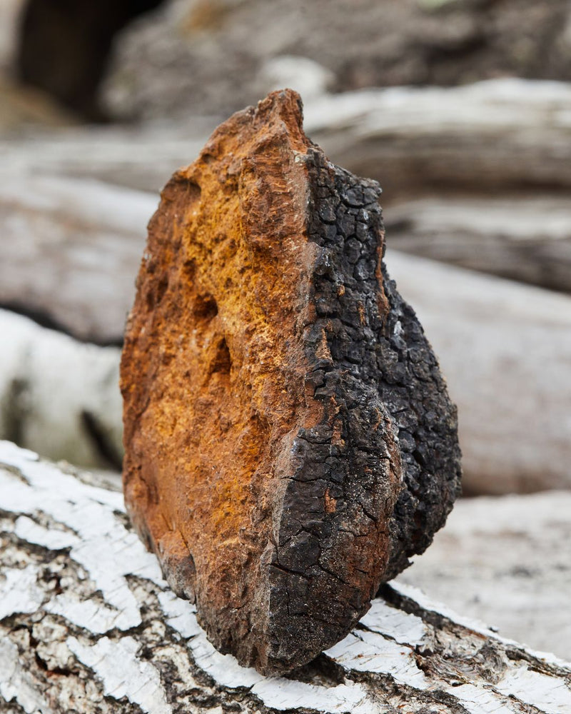 A chaga conk, charcoal outside and rust-orange within
