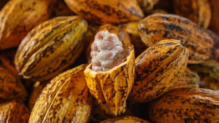 OUR Cacao