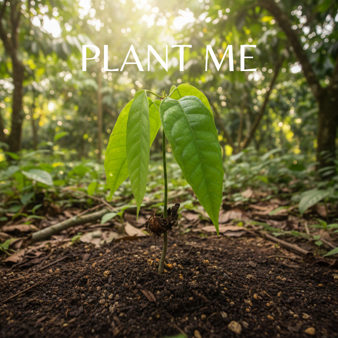 Young baby cacao plant growing in the jungle with 'Plant Me' text overlay.