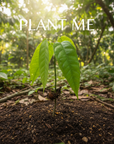 Young baby cacao plant growing in the jungle with 'Plant Me' text overlay.